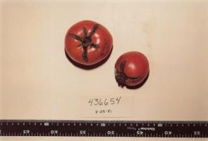 Click for 1 image(s) for this accession. FRUIT